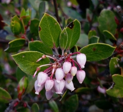 Arctostaphylos hookeri hookeri