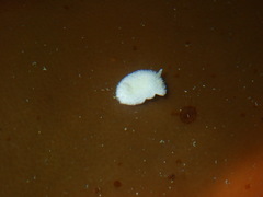 Diaphorodoris lirulatocauda image