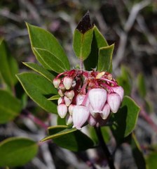 Arctostaphylos hookeri hookeri