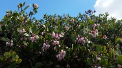 Arctostaphylos hookeri hookeri