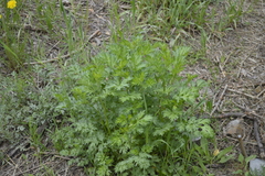 Artemisia tanacetifolia