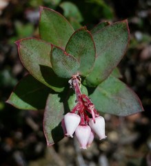 Arctostaphylos pajaroensis