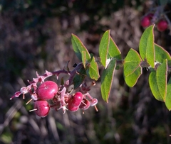 Arctostaphylos pajaroensis