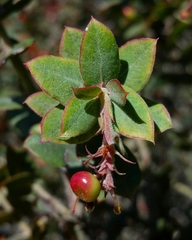 Arctostaphylos pajaroensis