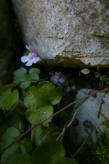 Cymbalaria muralis
