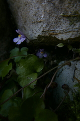 Cymbalaria muralis