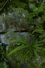 Asplenium trichomanes