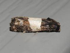 Epiblema tripartitana