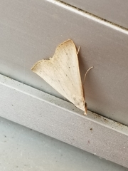 Scolecocampa liburna