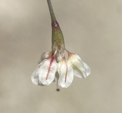 Eriogonum watsonii