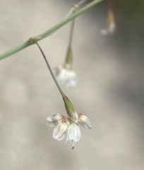 Eriogonum watsonii