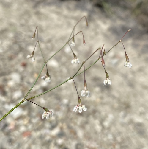 Watson's buckwheat (Eriogonum watsonii)