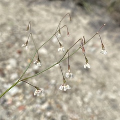 Eriogonum watsonii