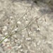 Eriogonum watsonii - Photo 由 Matt Berger 所上傳的 (c) Matt Berger，保留部份權利CC BY