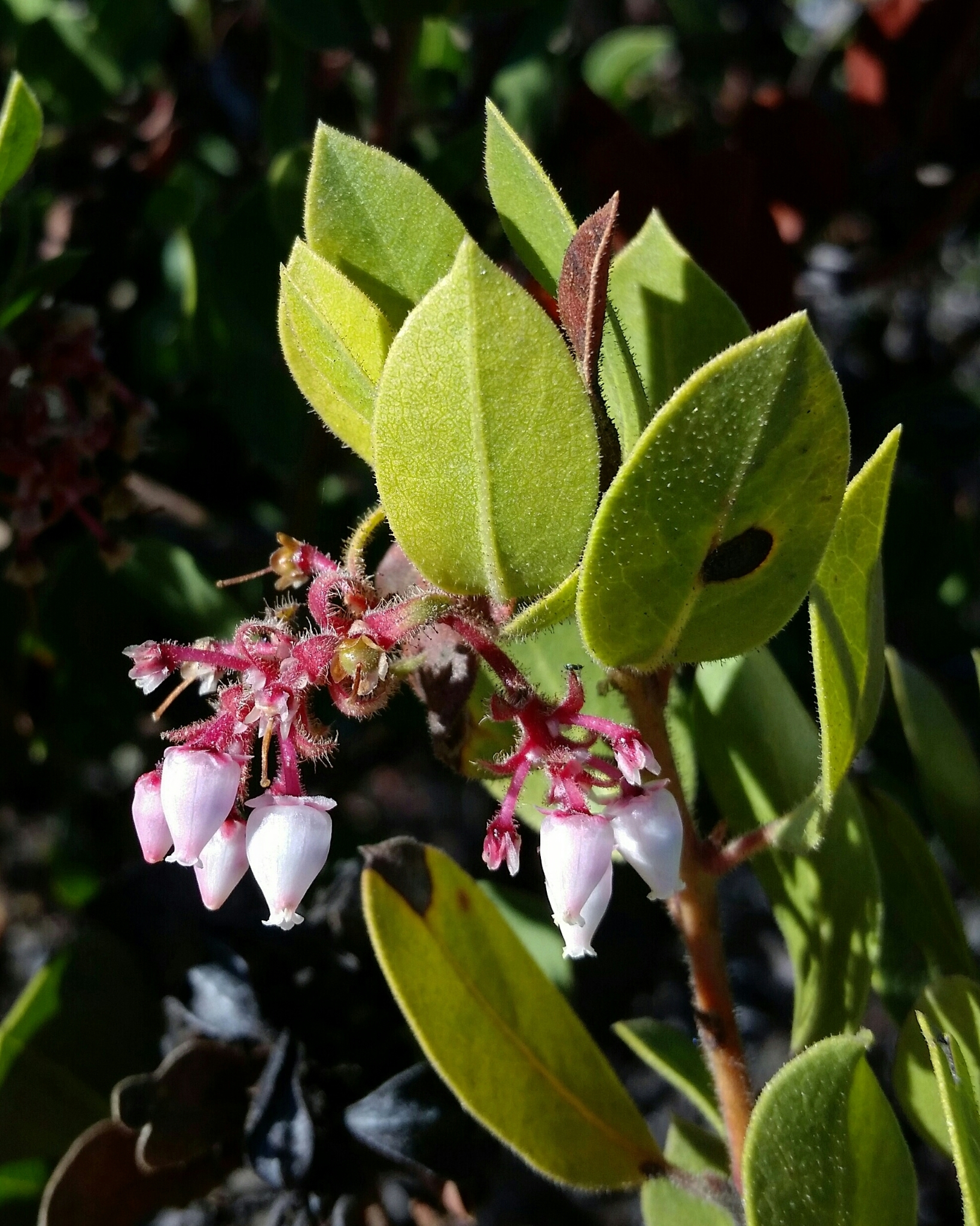 Arctostaphylos montereyensis
