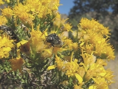 Acmaeodera rubronotata