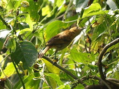 Pomarea dimidiata