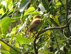 Pomarea dimidiata
