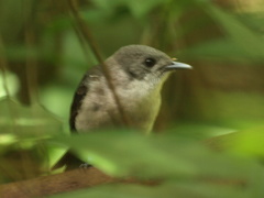 Pomarea dimidiata
