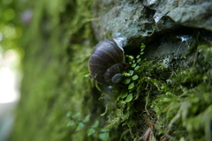 Helix pomatia