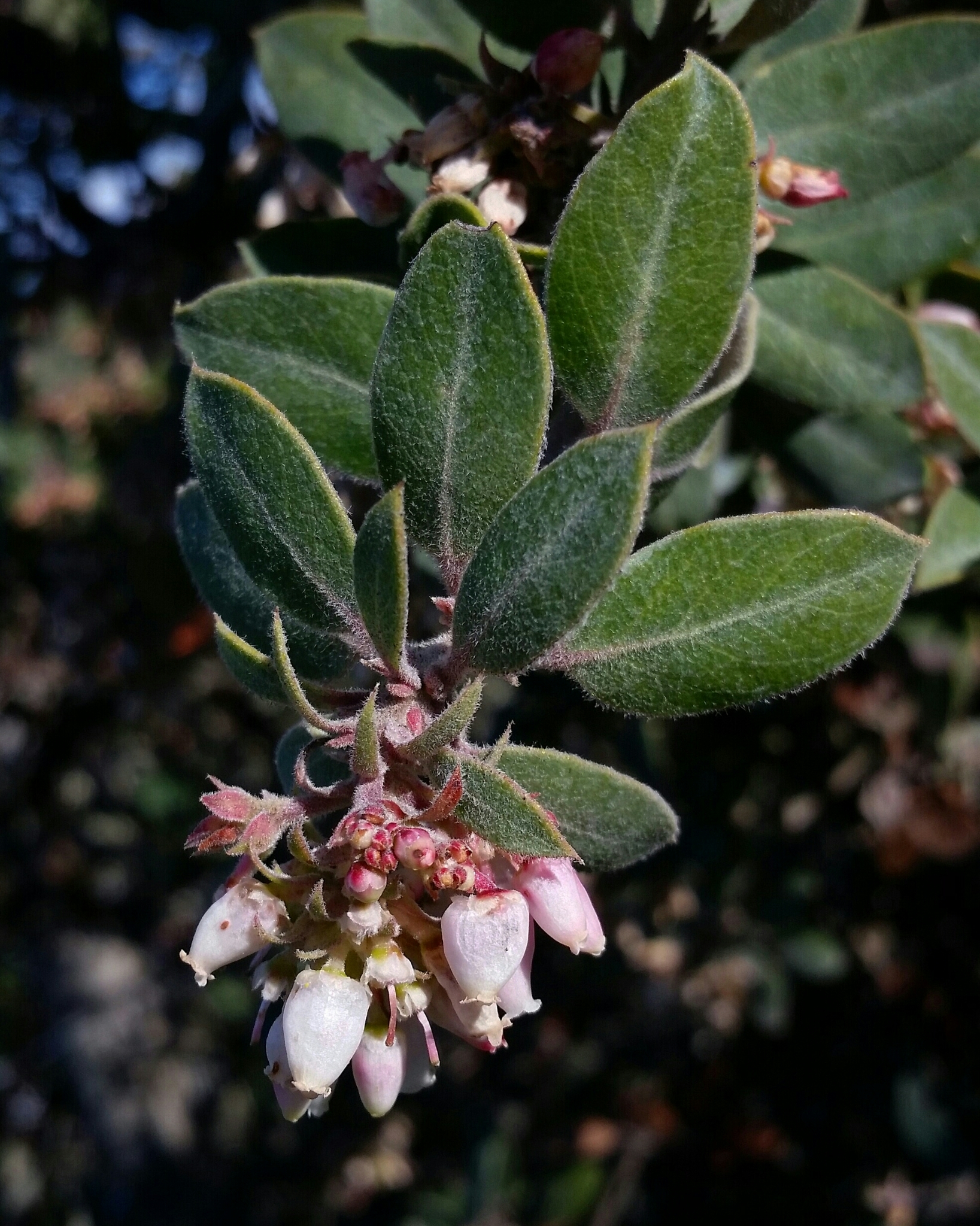 Arctostaphylos tomentosa ssp. tomentosa