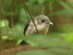 Pomarea dimidiata