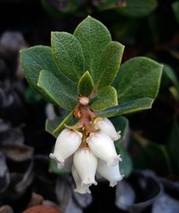 Arctostaphylos pacifica
