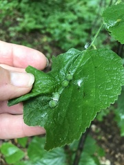 Celticecis celtiphyllia