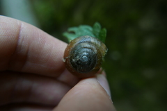 Stylommatophora