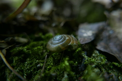 Stylommatophora
