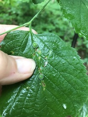 Celticecis celtiphyllia