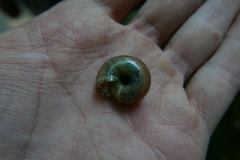 Stylommatophora
