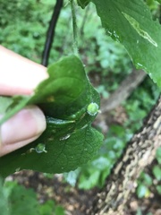 Celticecis celtiphyllia