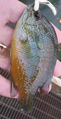 Lepomis aquilensis