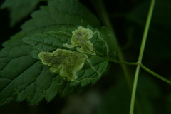 Agromyzidae