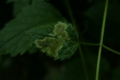 Agromyzidae