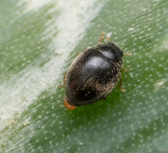 Stethorus punctum