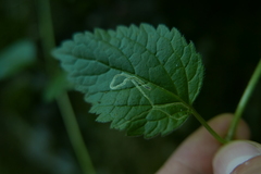 Agromyzidae