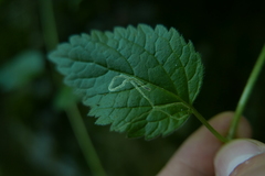 Agromyzidae