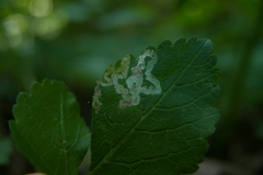 Agromyzidae