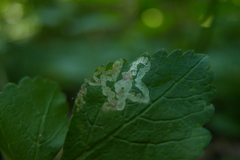 Agromyzidae