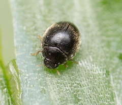 Stethorus punctum