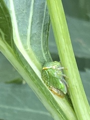 Ceresini