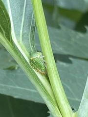 Ceresini