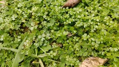Hydrocotyle tripartita