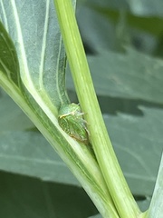 Ceresini