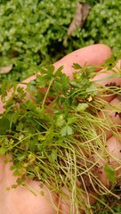 Hydrocotyle tripartita