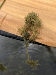 Lychnothamnus barbatus