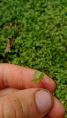 Hydrocotyle tripartita