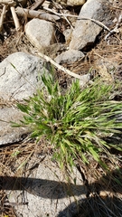 Dichanthelium lanuginosum